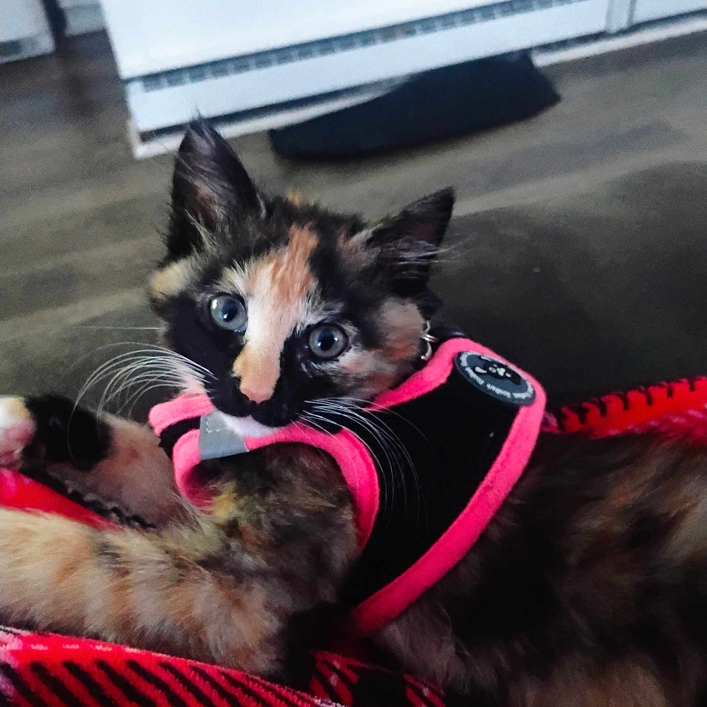 Marley is registered to the contest to win money with this photo: animal, blanket, blue_eyes, cat, close_up, cozy, curious, cute, domestic_cat, floor, fur, harness, indoor, kitten, pet, plaid, resting, tortoiseshell, whiskers, young