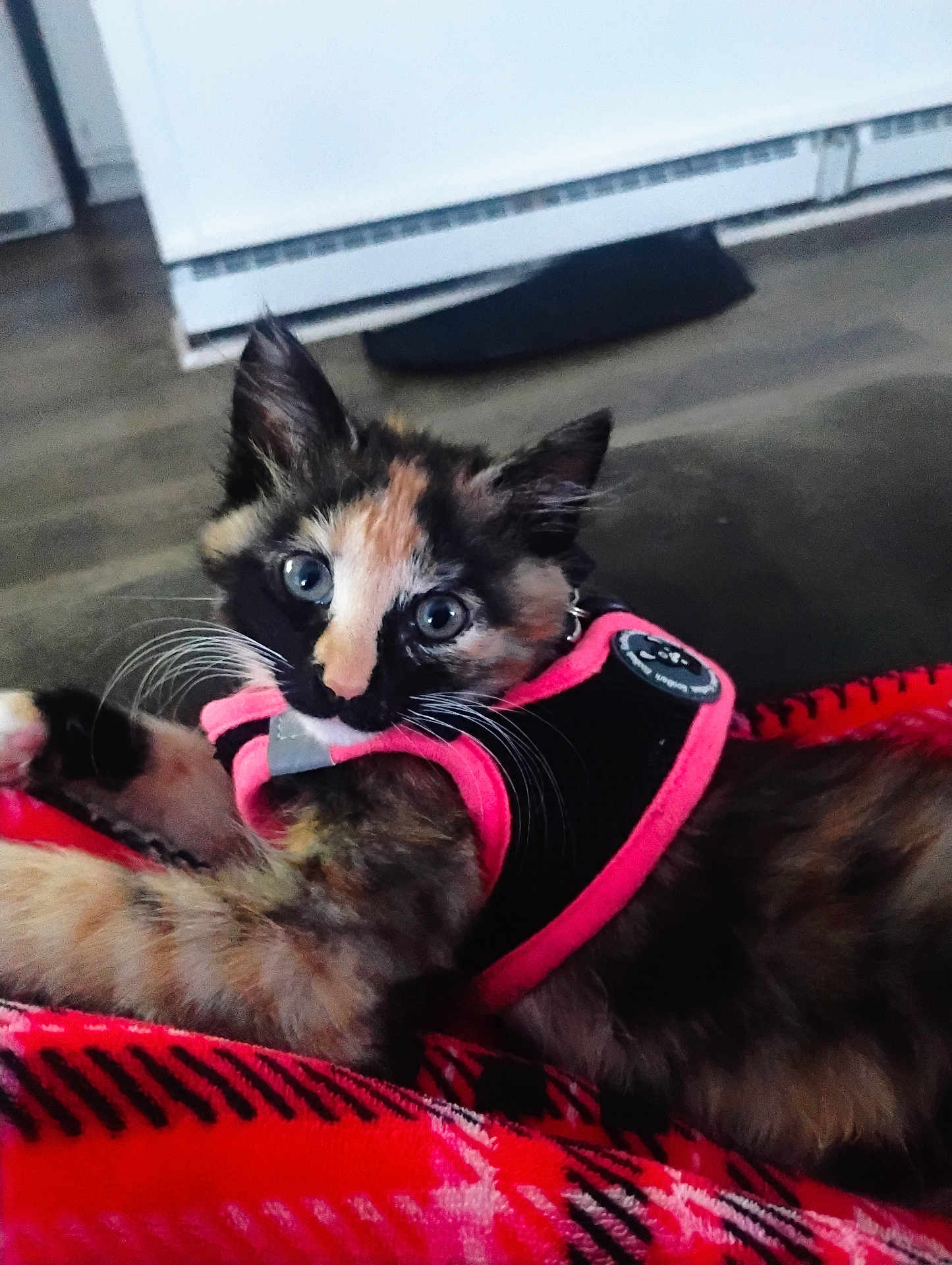 Marley is registered to the contest to win money with this photo: kitten, cat, tortoiseshell, pet, animal, indoor, blanket, plaid, harness, fur, whiskers, blue_eyes, floor, curious, close_up, young, domestic_cat, resting, cozy, cute
