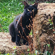 Cecilia Selmi Berger participe au concours pour gagner de l'argent avec cette photo : black_cat, cat, outdoor, grass, stone, wildflowers, greenery, nature, animal, feline, plant, leaves, bushes, sunlight, shadow, ears, eyes, mammal, quiet, camouflage