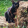 animal, black_cat, bushes, camouflage, cat, ears, eyes, feline, grass, greenery, leaves, mammal, nature, outdoor, plant, quiet, shadow, stone, sunlight, wildflowers