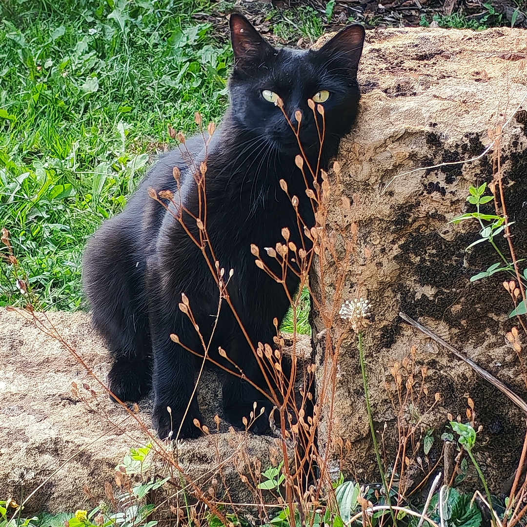 Cecilia Selmi Berger