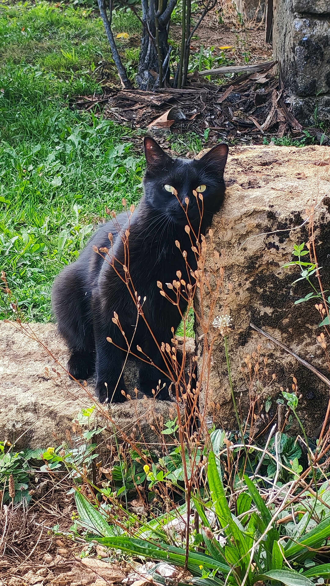 Cecilia Selmi Berger participe au concours pour gagner de l'argent avec cette photo : black_cat, cat, outdoor, grass, stone, wildflowers, greenery, nature, animal, feline, plant, leaves, bushes, sunlight, shadow, ears, eyes, mammal, quiet, camouflage