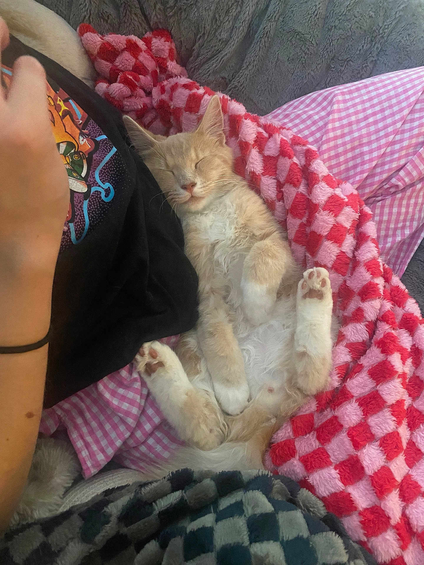 Tito joined the competition — help win amazing prizes! cat, kitten, sleeping, blanket, pink_blanket, checkered_blanket, paw, paw_pad, human_arm, t_shirt, graphic_tshirt, couch, cozy, nap, indoor, pet, fur, whiskers, plaid, relaxed