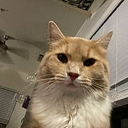 Tito is registered to the contest to win money with this photo: cat, orange_cat, fluffy, whiskers, close_up, portrait, indoor, pet, feline, ears, fur, nose, muzzle, eyes, tabby, domestic_cat, curious, living_room, tapestry, ceiling_fan