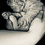 Bébéchat a rejoint le concours — aidez-le/la à gagner de superbes lots ! kitten, sleeping, cat, pet, animal, closeup, arm, human, hand, feline, cozy, cute, resting, fur, domestic_animal, paw, black_background, monochrome, peaceful, snuggling