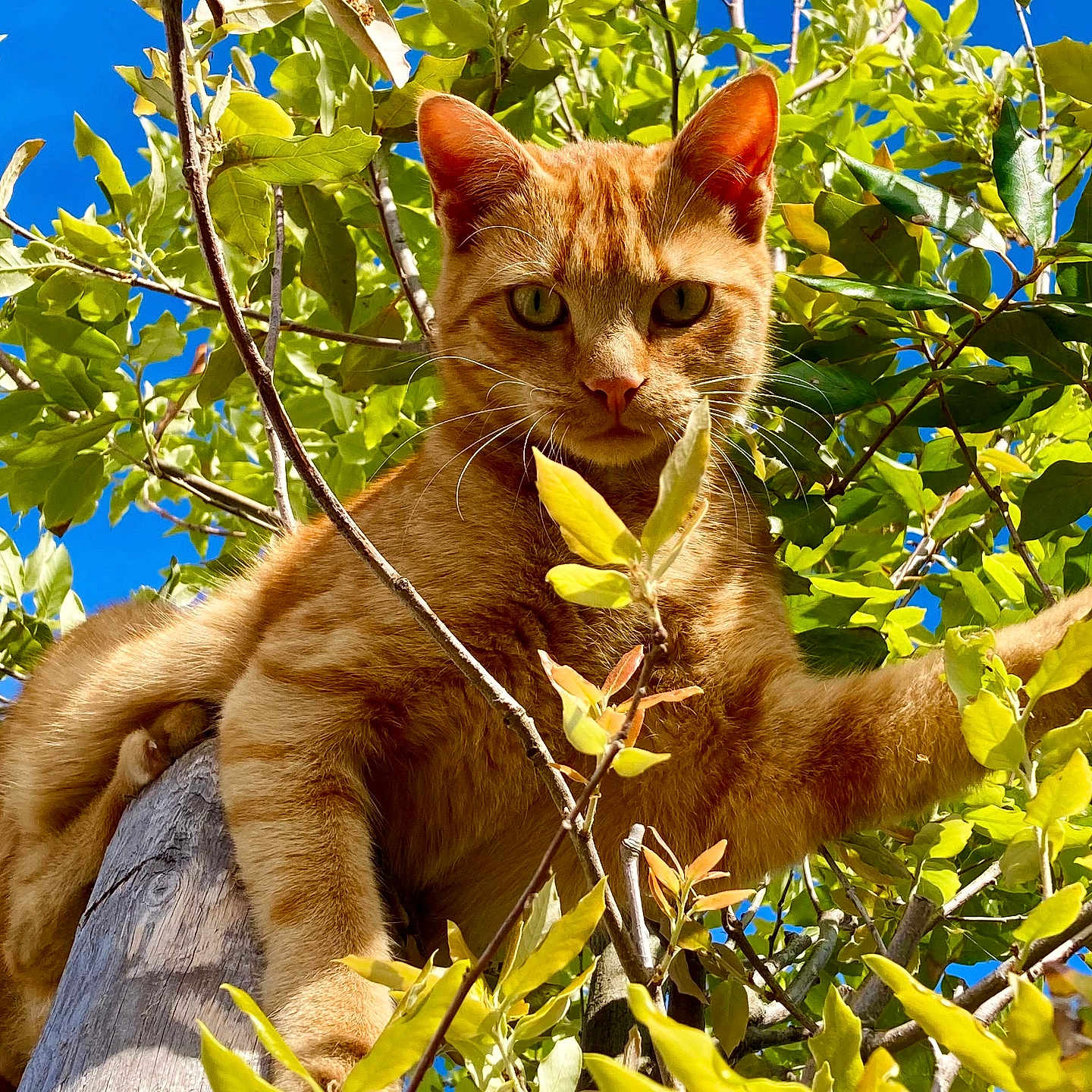 Bébéchat a rejoint le concours — aidez-le/la à gagner de superbes lots ! alert, animal, blue_sky, branches, cat, claws, closeup, curious, fur, leaves, mammal, nature, orange_tabby, outdoor, perched, pet, sunlight, tree, whiskers, wildlife