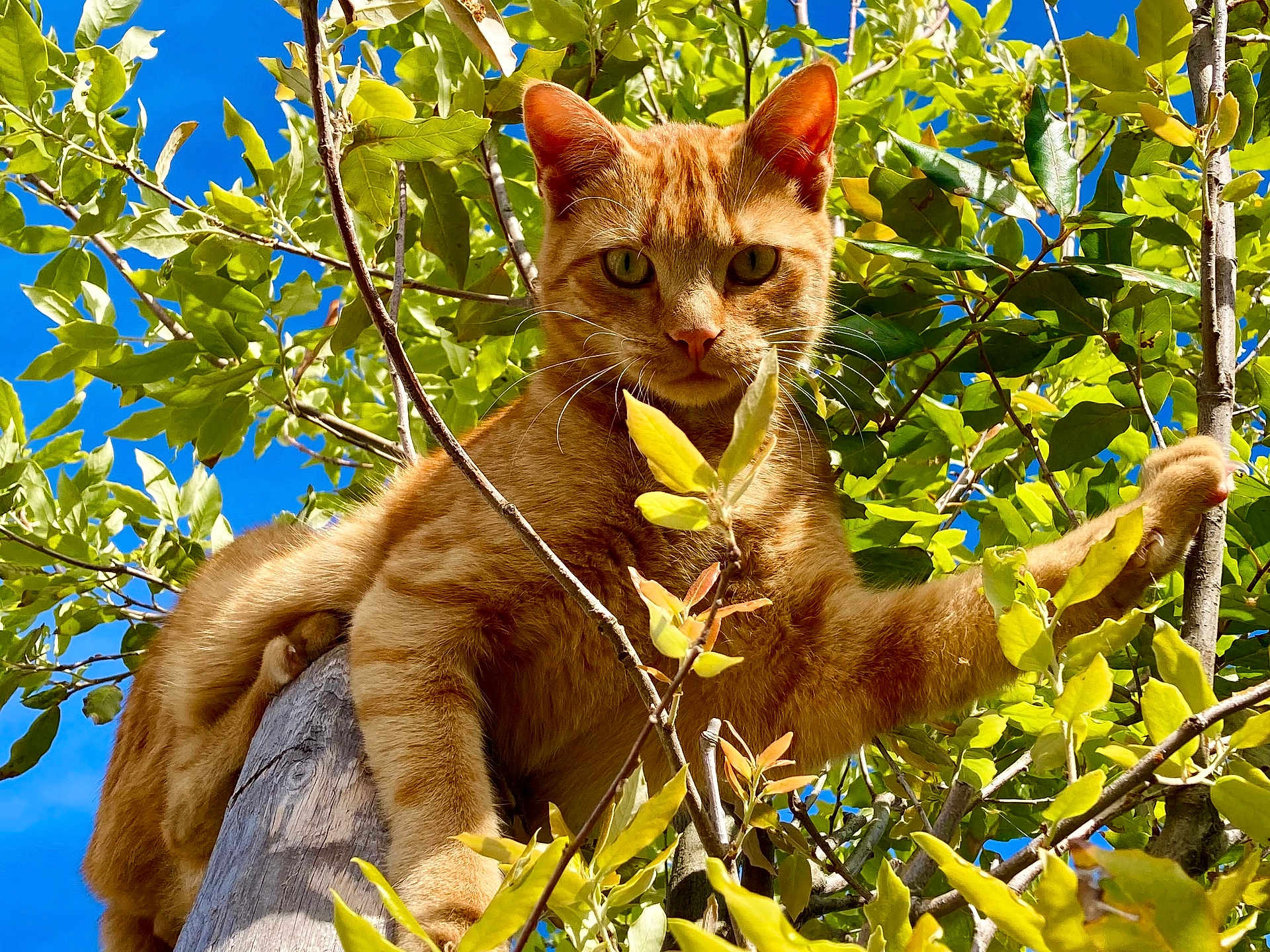 Bébéchat a rejoint le concours — aidez-le/la à gagner de superbes lots ! cat, orange_tabby, tree, leaves, branches, outdoor, nature, animal, pet, sunlight, blue_sky, fur, whiskers, claws, wildlife, mammal, closeup, alert, curious, perched