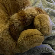 Bébéchat participe au concours pour gagner de l'argent avec cette photo : cat, paws, tail, orange_fur, furry, close_up, blanket, soft_texture, cozy, resting, animal, pet, cute, curled_tail, indoor, feline, sleepy, warm, comfort, fur