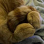 cat, paws, tail, orange_fur, furry, close_up, blanket, soft_texture, cozy, resting, animal, pet, cute, curled_tail, indoor, feline, sleepy, warm, comfort, fur