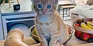 Bébéchat a rejoint le concours — aidez-le/la à gagner de superbes lots ! kitten, cat, orange_tabby, blue_eyes, butternut_squash, kitchen, fruit_basket, banana, apple, plant, houseplant, lamp, table, couch, window, wooden_counter, indoor, pet, cute, home