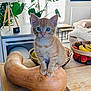 kitten, cat, orange_tabby, blue_eyes, butternut_squash, kitchen, fruit_basket, banana, apple, plant, houseplant, lamp, table, couch, window, wooden_counter, indoor, pet, cute, home