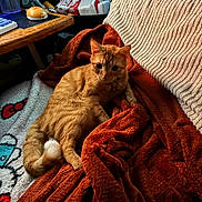 Atlas joined the competition — help win amazing prizes! cat, ginger_cat, orange_cat, pet, animal, feline, couch, blanket, home, indoors, cozy, relaxing, sitting, lying_down, portrait, whiskers, ears, collar, furniture, rug