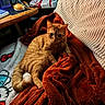 cat, ginger_cat, orange_cat, pet, animal, feline, couch, blanket, home, indoors, cozy, relaxing, sitting, lying_down, portrait, whiskers, ears, collar, furniture, rug