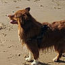 dog, beach, sand, paw_prints, harness, canine, outdoor, sunlight, water, animal, pet, brown_fur, white_paws, side_view, nature, daytime, happy, panting, standing, wet_fur
