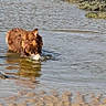 dog, water, wet_fur, shoreline, rocks, moss, sand, outdoor, nature, animal, pet, canine, shallow_water, curious, brown_fur, daylight, reflection, muddy, landscape, wildlife