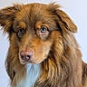 dog, brown_fur, white_fur, fluffy, indoor, portrait, pet, animal, canine, closeup, face, ears, nose, fur, looking, sitting, calm, gentle, background, floor