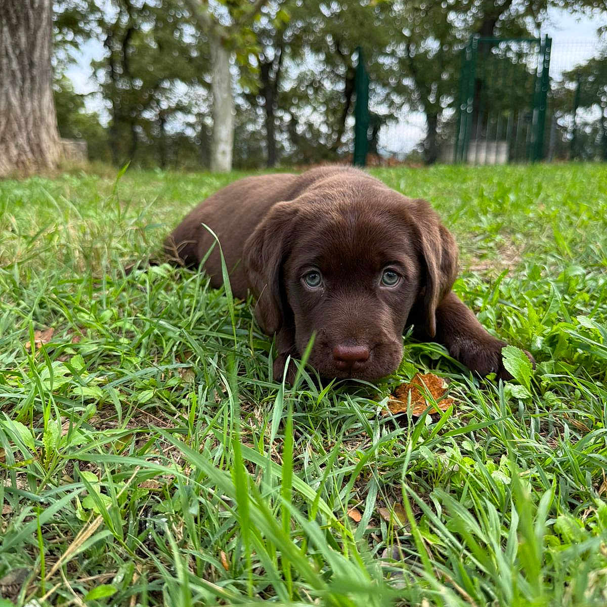 Valko participe au concours pour gagner de l'argent avec cette photo : animal, canine, dog, field, grass, grassland, grove, hound, labradorretriever, land, lawn, nature, outdoors, park, pet, plant, puppy, tree, vegetation, woodland
