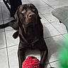 Valko a rejoint le concours — aidez-le/la à gagner de superbes lots ! brown_fur, chair, chocolate_labrador, cute, dog, eyes, fuzzy_toy, home_interior, indoor, labrador_retriever, looking_up, lying_down, nose, paws, pet, portrait, red_ball, sofa, tile_floor, toy