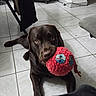 Valko a rejoint le concours — aidez-le/la à gagner de superbes lots ! adorable, ball, chair, chewed_toy, chocolate_lab, dog, domestic_animal, eyes, floor_tiles, gaze, home, indoor, looking_up, muzzle, paw, pet, playful, plush_toy, tile_floor, toy