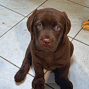 Valko a rejoint le concours — aidez-le/la à gagner de superbes lots ! brown_fur, chew_toy, chocolate_labrador, cute, dog, domestic_animal, eyes, floor_tile, front_paws, indoor, labrador, looking_up, nose, paws, pet, portrait, puppy, sitting, tile_floor, whiskers