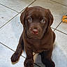 brown_fur, chew_toy, chocolate_labrador, cute, dog, domestic_animal, eyes, floor_tile, front_paws, indoor, labrador, looking_up, nose, paws, pet, portrait, puppy, sitting, tile_floor, whiskers