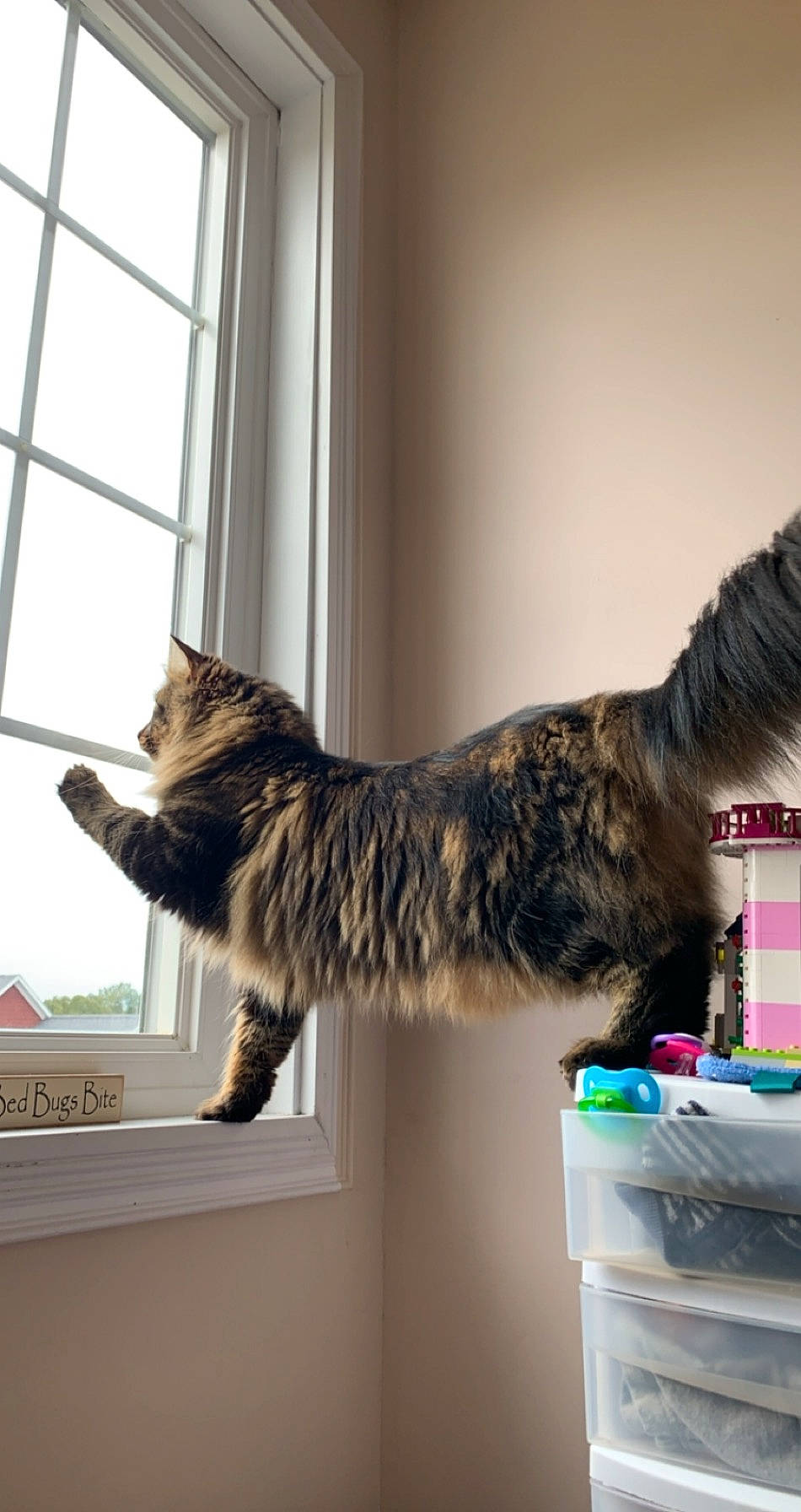 Charlie joined the competition — help win amazing prizes! carnivore, cat, comfort, curtain, domestic_short_haired_cat, felidae, fur, human_leg, paw, plant, room, small_to_medium_sized_cats, tail, tree, whiskers, window, window_blind, window_covering, wood