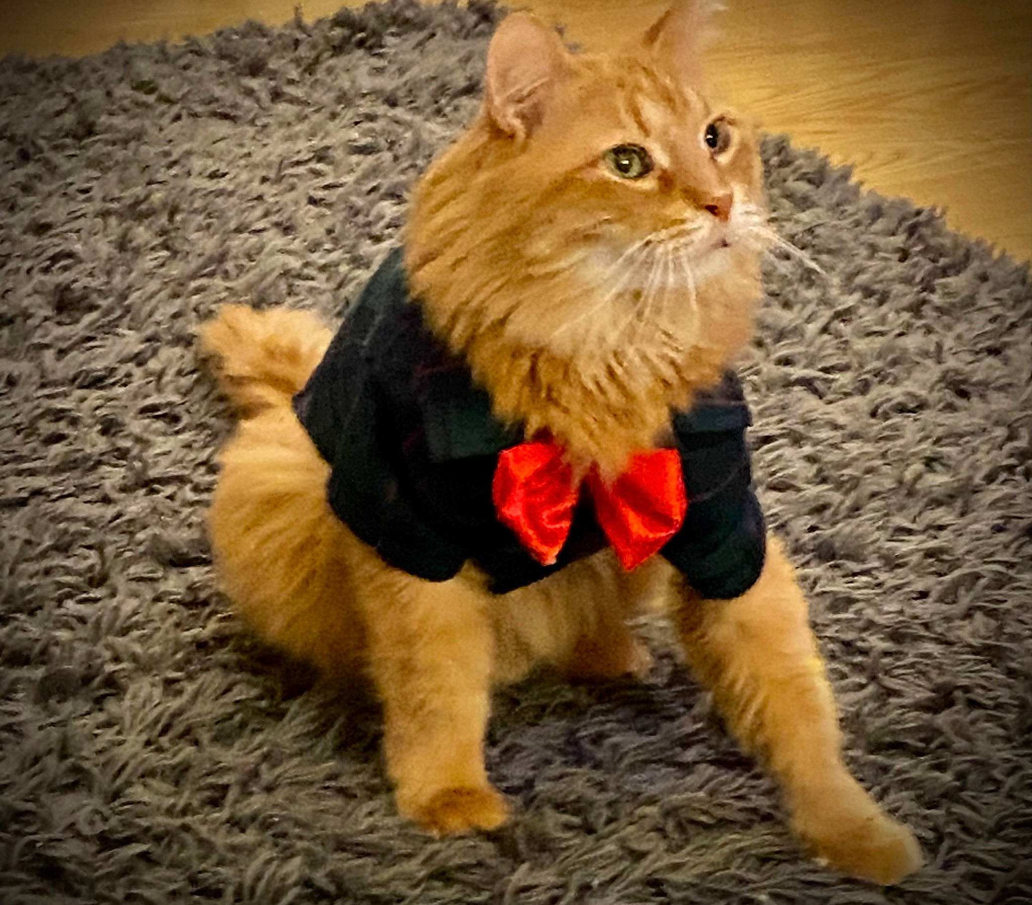 Dale is registered to the contest to win money with this photo: art, canidae, carnivore, cat, claw, companion_dog, domestic_short_haired_cat, fawn, felidae, fictional_character, fur, grass, paw, small_to_medium_sized_cats, snout, tail, terrestrial_animal, toy, whiskers, wood