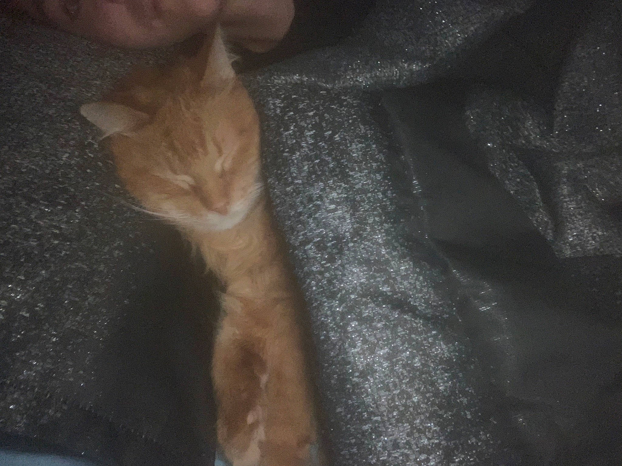 Dale joined the competition — help win amazing prizes! carnivore, cat, claw, comfort, darkness, domestic_short_haired_cat, ear, fawn, felidae, fur, human_leg, nail, paw, small_to_medium_sized_cats, snout, tail, whiskers