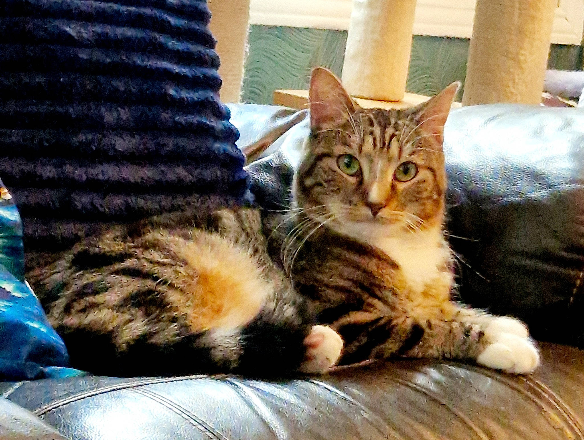 Nako participe au concours pour gagner de l'argent avec cette photo : carnivore, cat, claw, comfort, couch, domestic_short_haired_cat, felidae, fur, paw, sitting, small_to_medium_sized_cats, snout, tail, tree, whiskers, wildlife, window