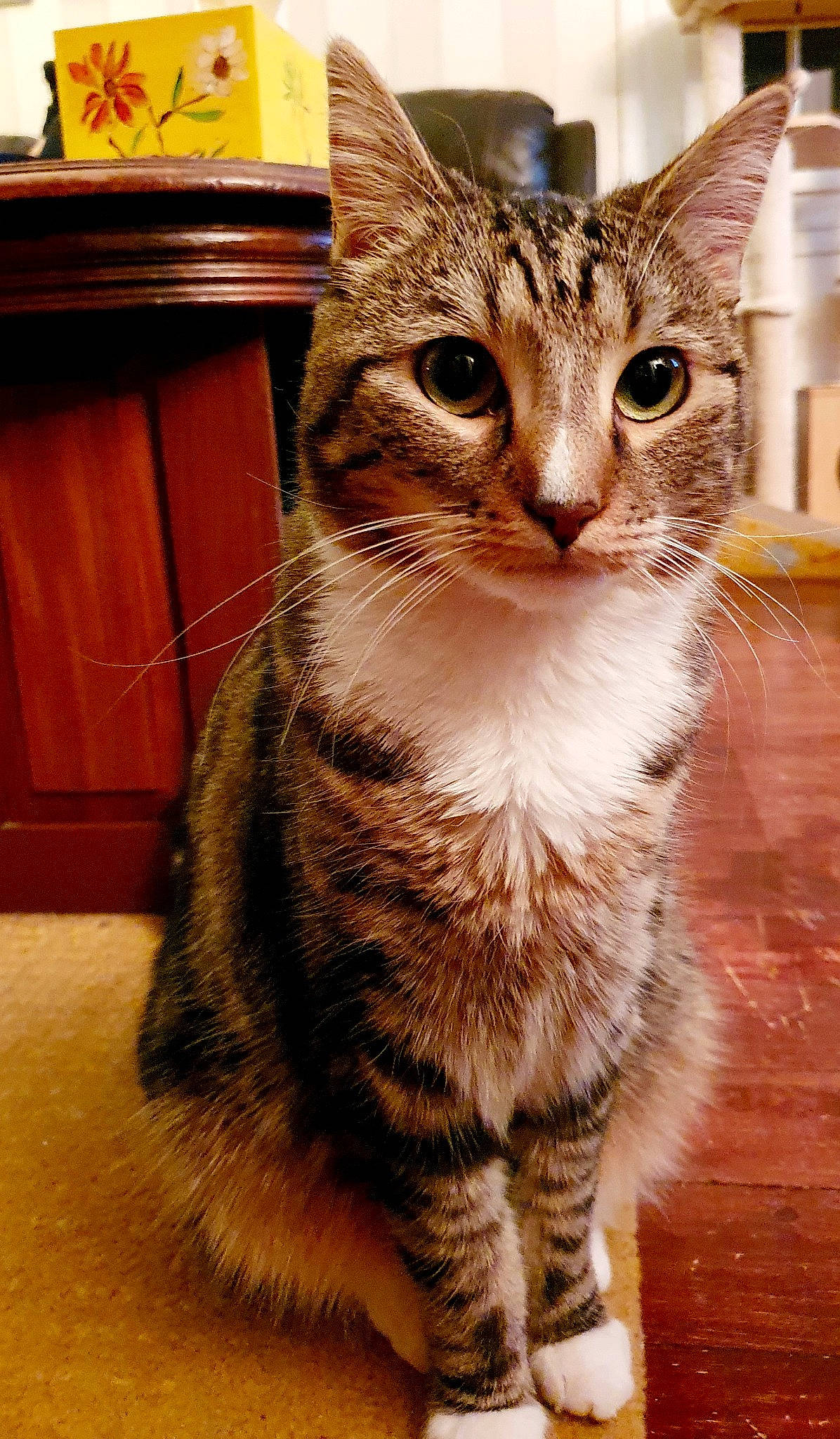 Nako participe au concours pour gagner de l'argent avec cette photo : carnivore, cat, claw, domestic_short_haired_cat, eye, fawn, felidae, flooring, fur, hardwood, head, iris, paw, small_to_medium_sized_cats, snout, tail, terrestrial_animal, whiskers, window, wood