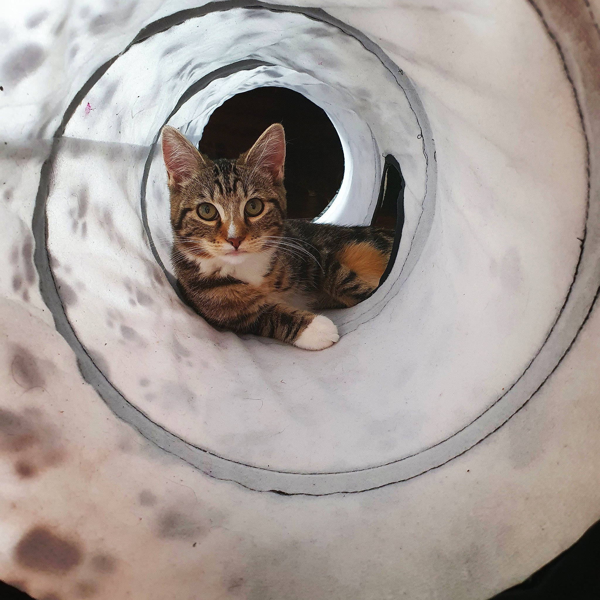 Nako a rejoint le concours — aidez-le/la à gagner de superbes lots ! american_shorthair, american_wirehair, asian, bengal, carnivore, cat, circle, domestic_short_haired_cat, dragon_li, egyptian_mau, european_shorthair, eye, felidae, kitten, ocicat, plate, small_to_medium_sized_cats, tabby_cat, toyger, whiskers