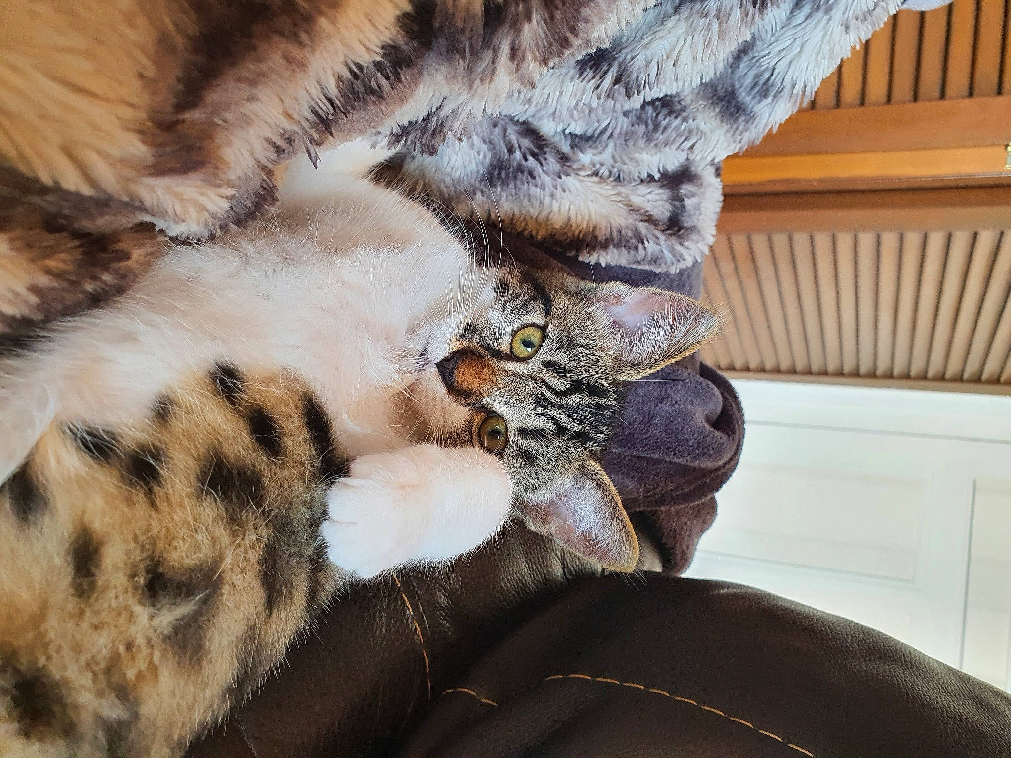 Yoko a rejoint le concours — aidez-le/la à gagner de superbes lots ! big_cats, carnivore, cat, claw, close_up, comfort, domestic_short_haired_cat, fawn, feather, felidae, fur, mammal, paw, small_to_medium_sized_cats, snout, tail, terrestrial_animal, textile, vertebrate, whiskers