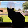 animal, blurred_background, cat, daylight, domestic, grass, house, mood, nature, outdoor, pet, quiet, shadow, silhouette, sky, still_life, suburb, tree, window, windowsill