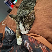 Boots is registered to the contest to win money with this photo: cat, tabby, sleeping, bed, paw, brown_bedspread, indoor, cozy, feline, resting, closeup, domestic_animal, pet, fur, whiskers, relaxation, animal, cute, home, comfort