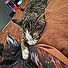 cat, tabby, sleeping, bed, paw, brown_bedspread, indoor, cozy, feline, resting, closeup, domestic_animal, pet, fur, whiskers, relaxation, animal, cute, home, comfort
