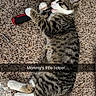 animal, carpet, cat, claws, cute, domestic, fur, helper, indoor, kitten, lying_down, pet, playful, screwdriver, small, striped, tabby, tool, white_paws, young