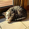 Boots is registered to the contest to win money with this photo: cat, tabby, sleeping, sunlight, wooden_door, tile_floor, indoor, pet, fur, animal, cozy, relaxed, curled_up, whiskers, pink_nose, paw, peaceful, domestic_cat, resting, sunbeam