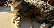 Boots joined the competition — help win amazing prizes! cat, tabby, sunlight, window, tile_floor, relaxed, pet, indoor, feline, whiskers, paw, fur, animal, resting, domestic, cute, young_cat, shadow, closeup, natural_light