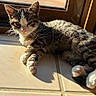 cat, tabby, sunlight, window, tile_floor, relaxed, pet, indoor, feline, whiskers, paw, fur, animal, resting, domestic, cute, young_cat, shadow, closeup, natural_light