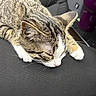 Boots is registered to the contest to win money with this photo: cat, tabby, sleeping, pet, animal, feline, paw, fur, whiskers, pink_nose, indoor, lap, resting, cute, close_up, relaxing, domestic_animal, cozy, person, clothing