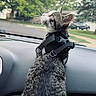 Boots joined the competition — help win amazing prizes! animal, car, cat, curious, dashboard, daytime, fur, hand, harness, kitten, outdoor, pet, road, suburban, tabby, trees, vehicle, whiskers, window, young