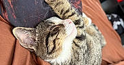Boots is registered to the contest to win money with this photo: animal, blanket, cat, close_up, comfort, cozy, cute, fur, indoor, kitten, nap, paw, pet, pillow, relaxation, resting, sleeping, soft, tabby, whiskers
