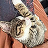 animal, blanket, cat, close_up, comfort, cozy, cute, fur, indoor, kitten, nap, paw, pet, pillow, relaxation, resting, sleeping, soft, tabby, whiskers