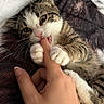 Boots joined the competition — help win amazing prizes! animal, bed, bite, blanket, cat, closeup, cozy, cute, finger, fur, hand, indoor, kitten, paw, pet, playful, resting, tabby, whiskers, young
