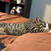 Boots is registered to the contest to win money with this photo: animal, bed, blanket, cat, comfortable, cozy, cute, feline, fur, indoor, napping, paw, pet, relaxed, resting, sleeping, striped, sunlight, tabby, whiskers
