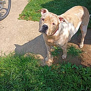 Mattie Ann is registered to the contest to win money with this photo: animal, bicycle_wheel, brown_and_white, canine, collar, concrete, curious, daylight, dog, ears, fur, grass, head_tilt, nature, outdoor, pet, shadow, sidewalk, standing, sunlight