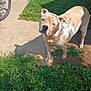 animal, bicycle_wheel, brown_and_white, canine, collar, concrete, curious, daylight, dog, ears, fur, grass, head_tilt, nature, outdoor, pet, shadow, sidewalk, standing, sunlight