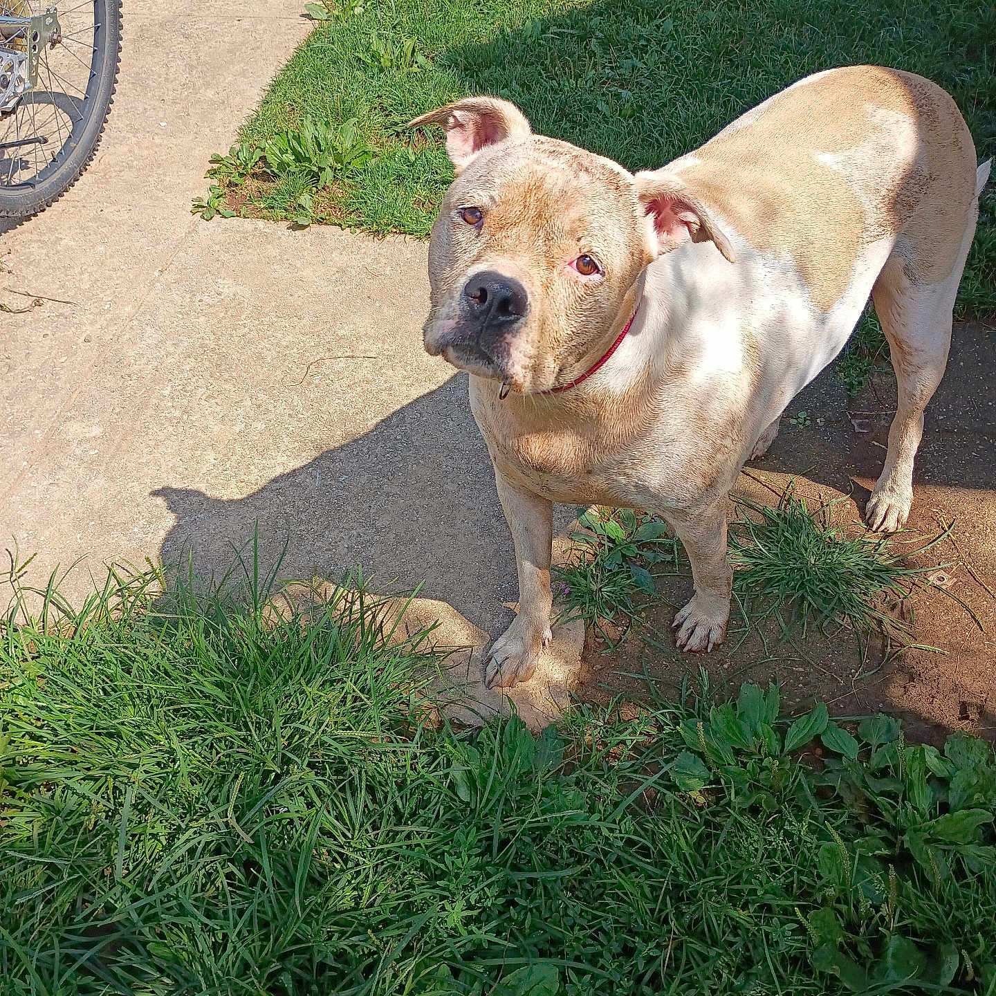 Mattie Ann is registered to the contest to win money with this photo: animal, bicycle_wheel, brown_and_white, canine, collar, concrete, curious, daylight, dog, ears, fur, grass, head_tilt, nature, outdoor, pet, shadow, sidewalk, standing, sunlight