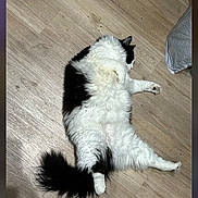 Ben is registered to the contest to win money with this photo: cat, black_and_white, fluffy, lying_down, wooden_floor, pet, animal, relaxed, indoor, feline, tail, fur, cute, sleeping, domestic, whiskers, paw, resting, cozy, household