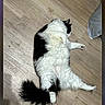 cat, black_and_white, fluffy, lying_down, wooden_floor, pet, animal, relaxed, indoor, feline, tail, fur, cute, sleeping, domestic, whiskers, paw, resting, cozy, household